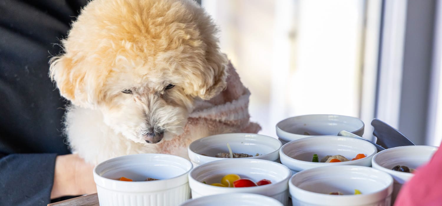 愛犬のお食事